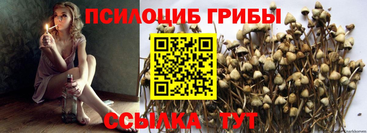 Галлюциногенные грибы Psilocybe Ставрополь
